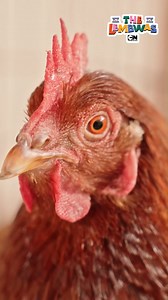 5.4K views · 65 reactions | That chicken is up to something... Check out the Lembwas Marathon on Saturday 12 April at 9:30 CAT to catch up on all episodes in one day! | Cartoon Network | Facebook