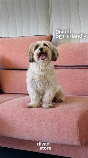 Scopri la collezione PET-Friendly | divani.store