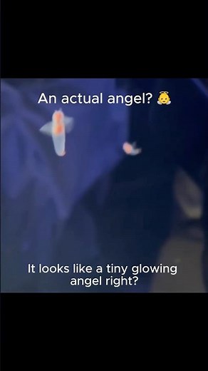 Alien or Fish? 👽 (The Sea Angel)