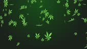4K Weed Cannabis Drug leaves rain Falling Loop Animation green...