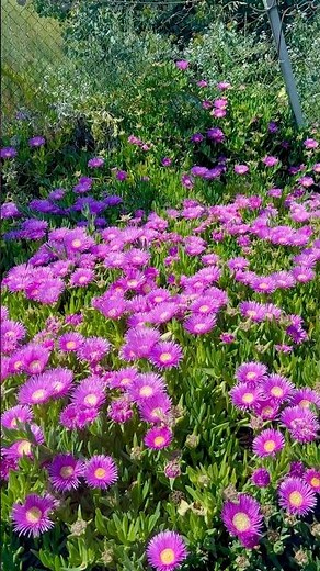 Meet Carpobrotus edulis – a colorful, creeping succulent also called sour fig or ice plant#spring