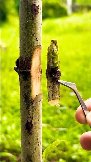 Fig tree grafting using the budding method.