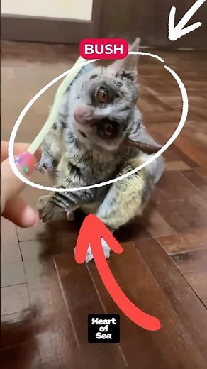 Mysterious Night Jumper Galago