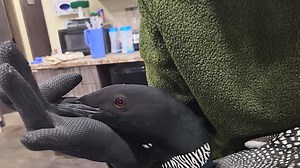 'A major loon emergency': Dozens of loons fell from the sky in Wisconsin due to icy conditions, and some may still be stuck on the ground