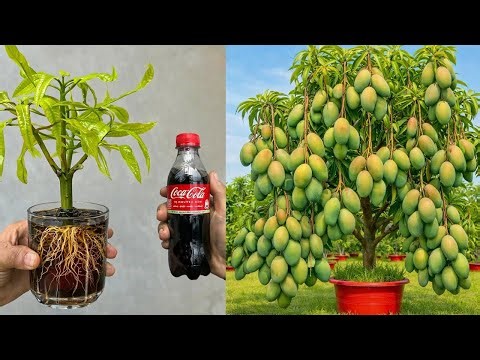 Just One Cup of Cola and banana – Mango Roots Explode, Fruits Cover the Tree!