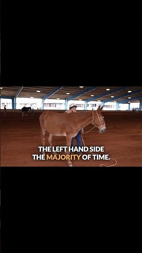 When you are first learning to work with your mule, it is usually best to stay on the left-hand side