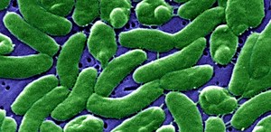 Bacteria Easily Share Mobile Genetic Elements That Confer Resistance to Phages | Microbiology