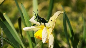Proscarabaeus Meloe blister insect beetle in wildlife, Blue beattle (coleoptera) sits on a daffodil flower in spring on a windy day. Large, dark metallic blue insect.