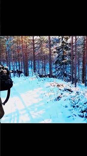 🔥 Three Giant Moose Spotted Just Feet Away | Crazy Wild Moment 🫎#Moose #WildAnimals #NatureLovers