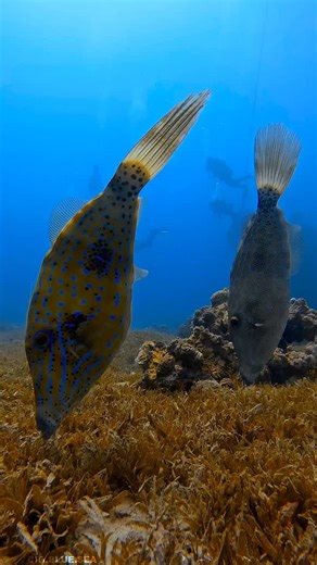 Joseph Leverton on Instagram: "Can you guess what they are eating? 5 facts about the Scribbled Leatherjacket Filefish (Aluterus scriptus). 1. Dorsal Spine Defense: Like all filefish, they have a first dorsal fin spine that can be locked upright to wedge themselves into crevices and deter predators from pulling them out. 2. Pelagic Juvenile Stage: Young scribbled leatherjackets often live far from the reef, sheltering under floating seaweed, driftwood, or debris until they grow large enough to re