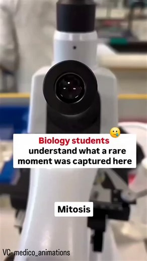 Dr. Prasannakumar Shastrimath on Instagram: "Life’s most essential split: no drama, just perfect precision. From one cell to two, mitosis is the quiet, beautiful choreography of chromosomes doubling, lining up, and parting ways—ensuring every new cell carries an exact copy of the original blueprint. Growth, repair, and renewal all begin right here. 🧬✨ #biology #life #study #reels #instagram"