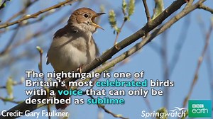 Here's another classic songbird to celebrate Dawn Chorus Day: Introducing the nightingale! | BBC Springwatch