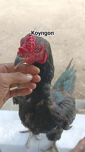 120K views · 1.1K reactions | #reels | CF Breeding | Facebook