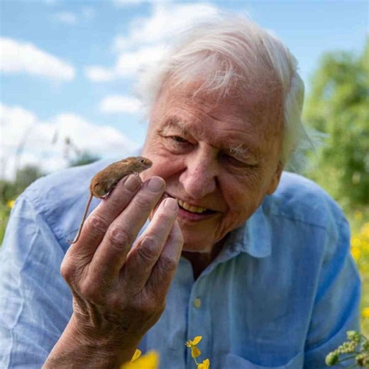 Sir David Attenborough wird 100! Zu seinen Ehren verlosen wir die eindrucksvolle Doku-Mini-Serie "Säugetiere" | Moviebreak.de