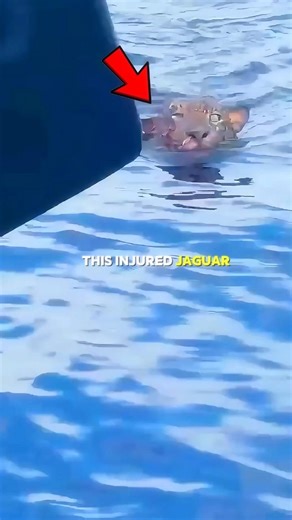 This wild jaguar swam up to humans… but not to attack.