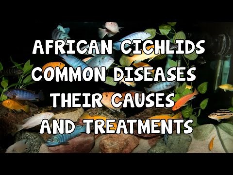 AFRICAN CICHLIDS│COMMON DISEASES│CAUSES & TREATMENTS