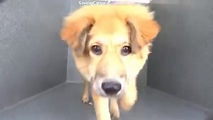 46 reactions · 34 shares | ADOPTED  A5503452 ✰ WINNIE -10/07/22-...