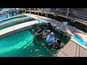 Dolphin Encounter Excursion in Blue Lagoon Island,Bahamas | Royal Caribbean