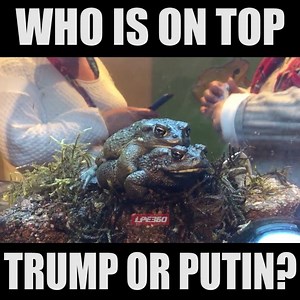 36K views · 262 reactions | What a bunch of toads | Funny Videos | Facebook