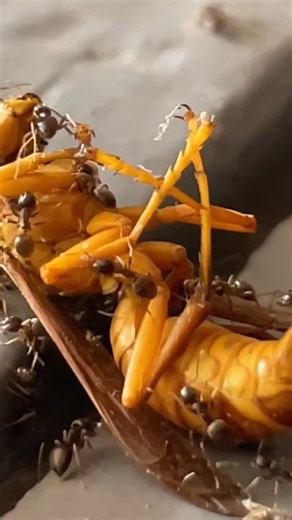 BEE_VS_ANTS #Insect_fighting | Fighting insects