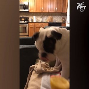 521K views · 6.7K reactions | The best way to distract your mortal enemy? With toys!!! Browse hundreds of pet toys (and save 20% off) on Chewy: https://bit.ly/2wdn0Cm | Animal Tales | Facebook