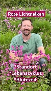 Die Rote Lichtnelke: Ein Juwel für Naturgärten und schattige Standorte Silene dioica #naturgarten