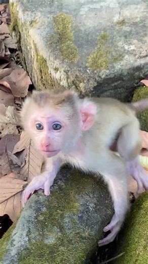 Poor Baby levy monkey walking a lot #monkeysr #babymonkey #animals