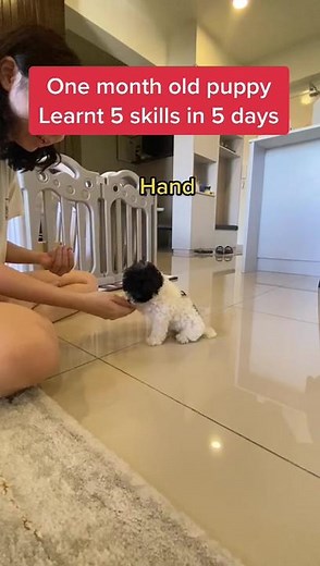 One Month Old Puppy Learns 5 Skills in 5 Days