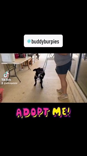 Buddy demonstrating proper puppy burpees. 😁💪🏻 Details about Buddy at wilcopets.org. #followus #BestMatch #shelter #shelterdogsoftiktok #shelterdog #adoptadog #fosteringsaveslives #bestfriend #letsgetphysicalchallenge @Olivia Newton-John | Williamson County Regional Animal Shelter