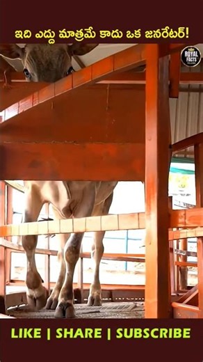 This Bull Is Generating Electricity! 🐄😲 #youtubeshorts #ytshorts #viral