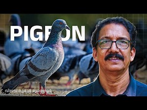 THE SECRET LIFE OF PIGEONS പ്രാവ് വെറും ഒരു പക്ഷി മാത്രമല്ല Hidden Intelligence & science #facts