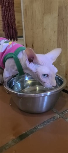 The alien drinks cautiously like other cats #cat #shortsfeed #viralvideo