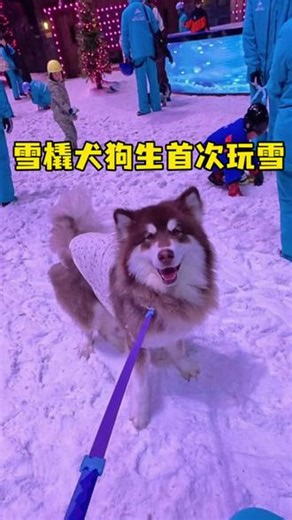 雪橇犬玩雪不开心的一天 #宠物vlog的日常 #创作者中心 #创作灵感 #十亿流量扶持计划 #阿拉斯加抹茶 @DOU 小助手 @抖音小助手