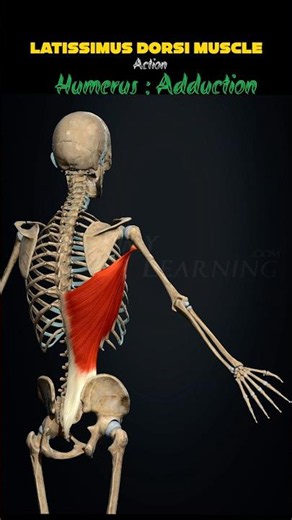 💪 Latissimus Dorsi Muscle – The Powerful Muscle of the Back!