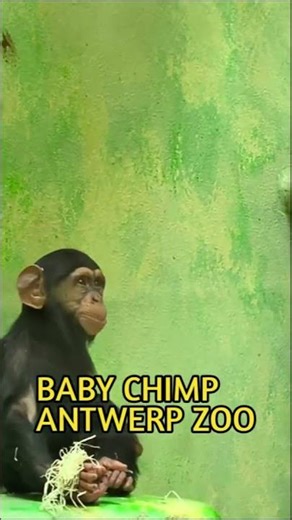 Baby Chimp Playing Alone at Antwerp Zoo #animals #wildlife #shorts