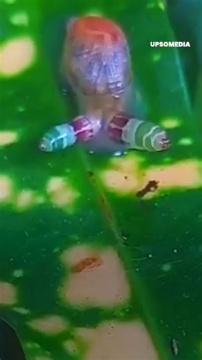 This is how horror movies start 😬 | The Enigma