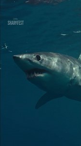 Some shark-induced endorphins to start your day ☀️ #WorldsBiggestMako