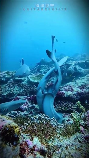 How do sharks reproduce The reproductive methods of sharks include oviparous viviparous an