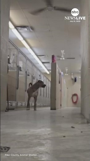 Rescue dog tries to escape from shelter