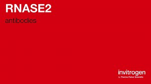 RNASE2 antibodies from Thermo Fisher Scientific