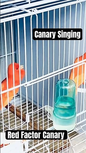 Red Factor Canary Singing #birds #birdsinging #kenari3in1 #canary #galerikenariindonesia #canarysing