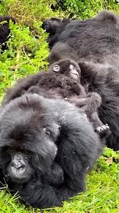 It's Time to Cross "See the Gorillas" Off Your List! ✅ 🦍 This isn't just a trip; it's a pilgrimage for the soul. Our 9-Day Gorilla & Chimp Safari is your all-inclusive ticket to the world's most profound wildlife encounters. Get ready for stories that will last a lifetime! Your 9-Day Adventure Unpacked: 🐾Day 1: Meet the mighty rhinos at Ziwa Sanctuary! ➡️ To Murchison Falls. 🐾Day 2: Witness the "Big Five" on a game drive & feel the thunder of the Nile on a boat cruise! 🐾Day 3: Journey into t