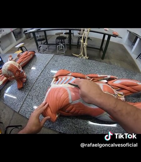 Músculos do Tronco: Anatomia Essencial