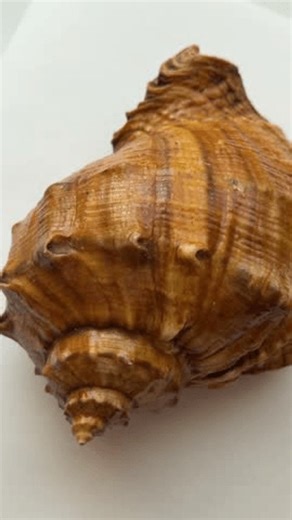 clip-4010663881-enlarged-image-rotational-movement-natural-shell-spiral