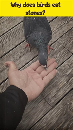 Why does birds eat stones? #viralpost #facts #factsdaily #FacebookPage #facebookpost #reelsfbシ | The Universe Unveiled
