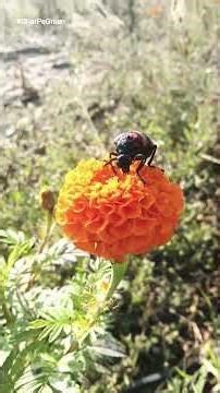 Blister Beetle Control | पहचान, नुकसान और सही स्प्रे गाइड | Farming Tips in Hindi