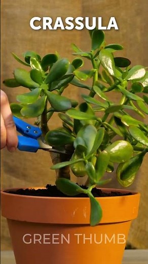 DIY Indoor Plant Makeover in Minutes! 🪴