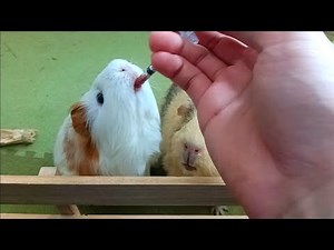 A surprising change occurred in a guinea pig undergoing treatment for hematuria.