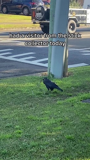 Stick Collector Visits Unexpectedly