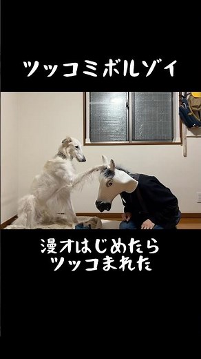 I tried doing a comedy routine with my Borzoi and he hit me with the punchline. #Borzoi #LargeDog...